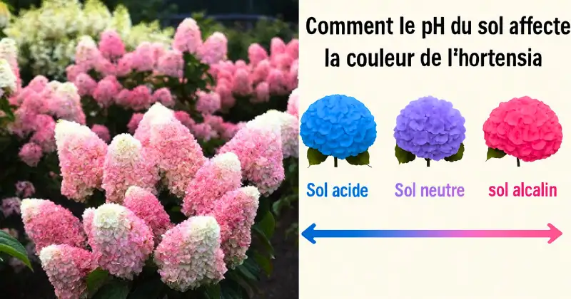 hortensias,pH du Sol,Amendement de sol Hortensias / pH du Sol