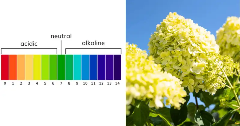 hortensias,pH du Sol,Amendement de sol Hortensias / pH du Sol