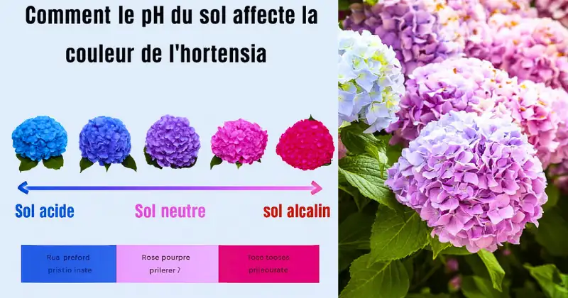 Hortensias / pH du Sol