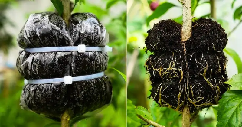 Marcottage Aérien,bouturage,multiplication des plantes Marcottage Aérien