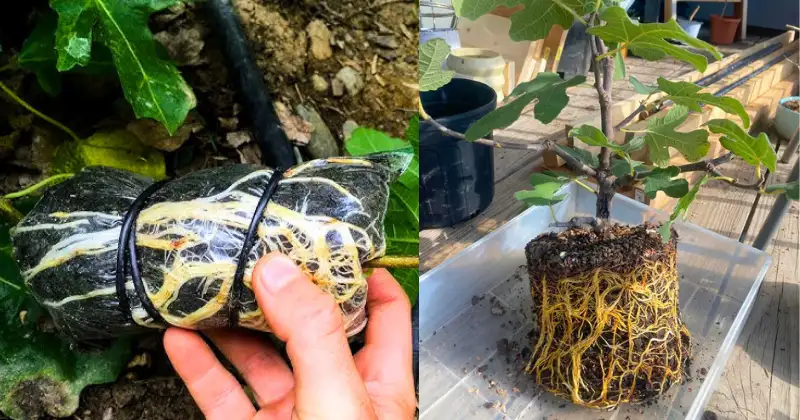 Marcottage Aérien,bouturage,multiplication des plantes Marcottage Aérien