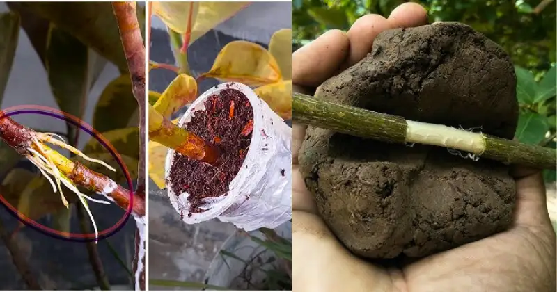 Marcottage Aérien,bouturage,multiplication des plantes Marcottage Aérien
