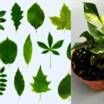 Comprendre le langage des feuilles