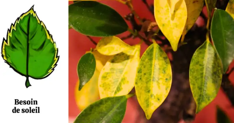 Comprendre le langage des feuilles
