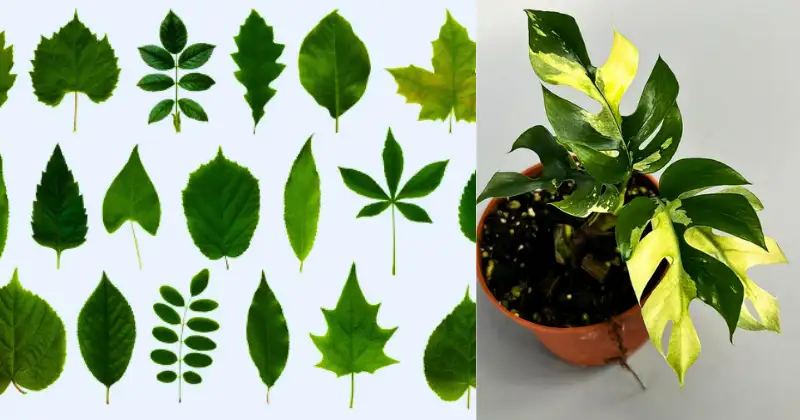 Comprendre le langage des feuilles