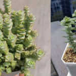 Que planter et semer en mars