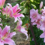tableau des carences des plantes
