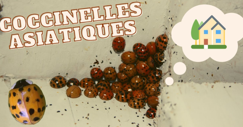 coccinelle coccinelle