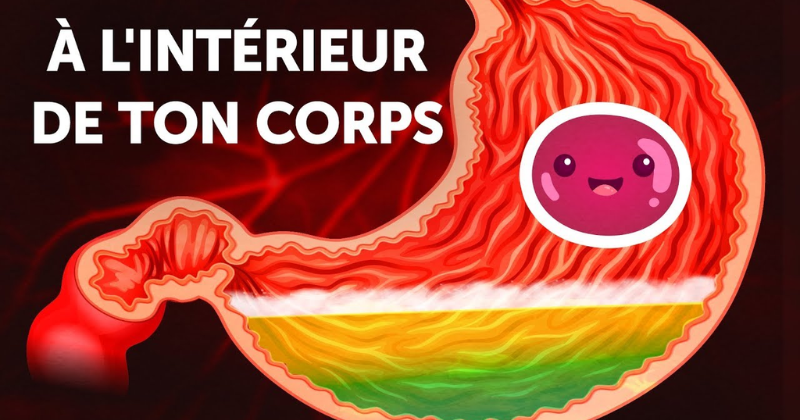 corps,déteste organe